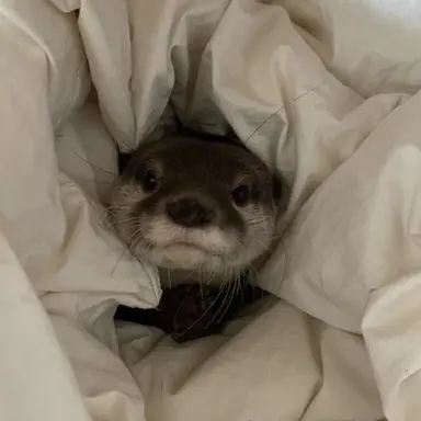 Profile image of ディノ