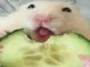 Profile image of Pip