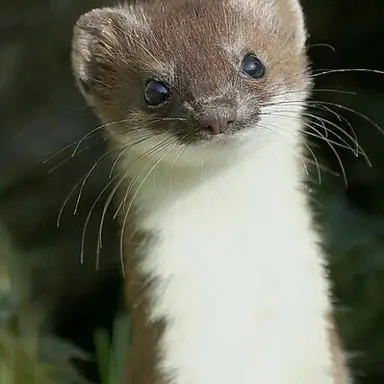 Profile image of 까리