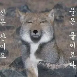 RunnyHorse2600의 일본일찐들과 친해지세요(늑대추가)
