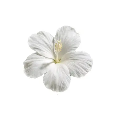 Profile image of Faerie Sapphire Cookie