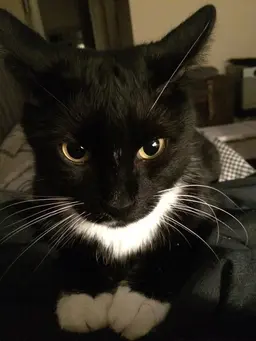 Profile image of ollie
