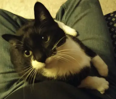 Profile image of ollie