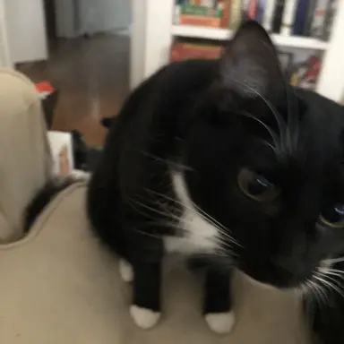 Profile image of ollie
