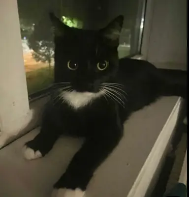 Profile image of ollie