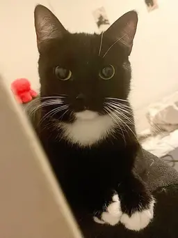 Profile image of ollie