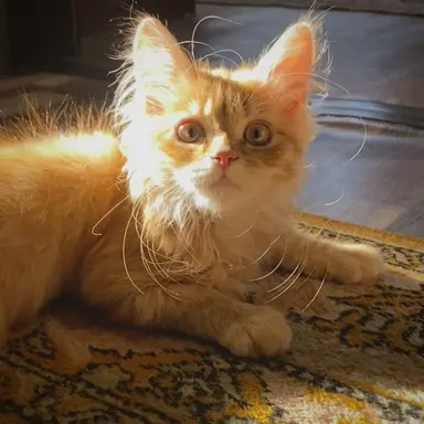 Profile image of leos cat veren