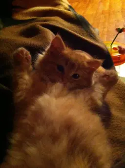 Profile image of leos cat veren