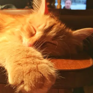 Profile image of leos cat veren