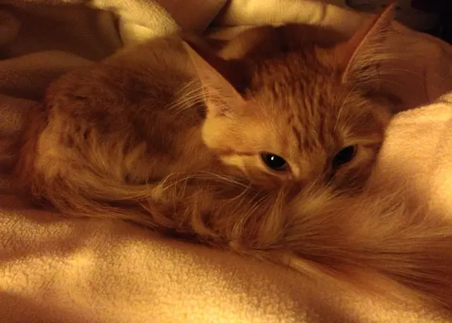 Profile image of leos cat veren