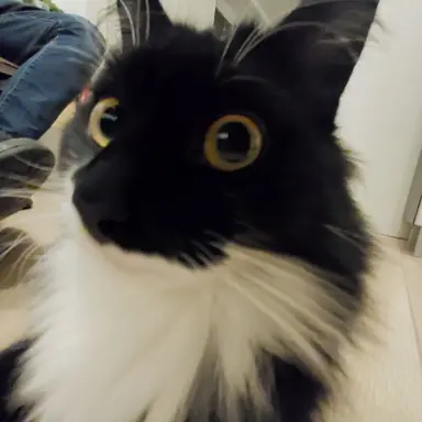 Profile image of fluffy