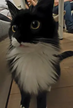 Profile image of fluffy
