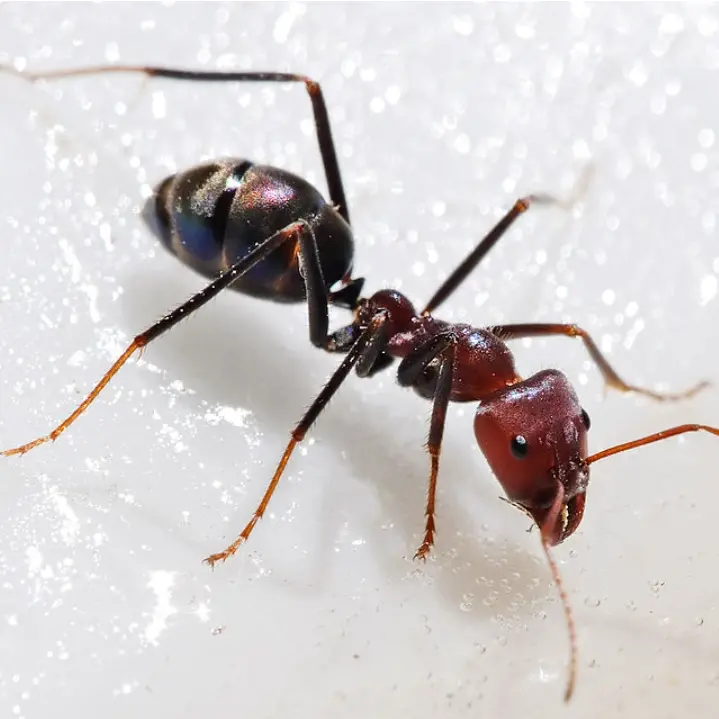 OralPlug4284의 🐜개미 키우기