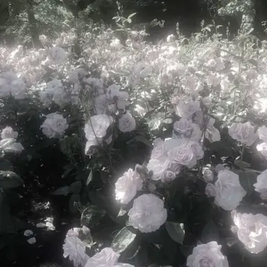 Profile image of 이늦잠