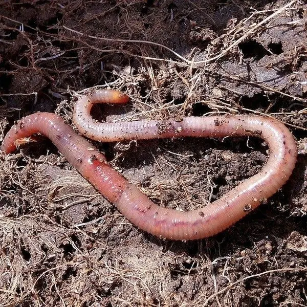 bunn7의 worm