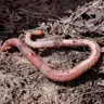 Profile image of Worm