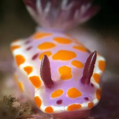 Profile image of ノバ