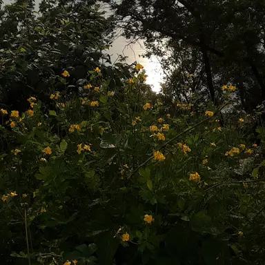 Profile image of 천카이원