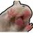 한지성