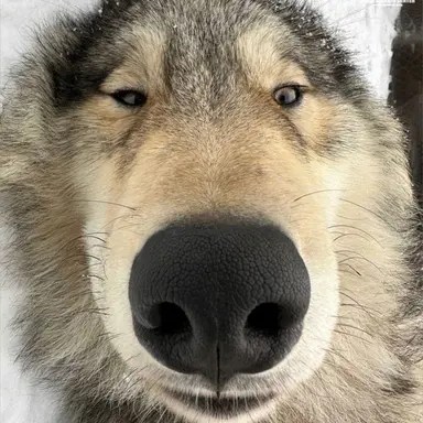 Profile image of 이늑대