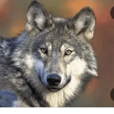 Profile image of 늑대