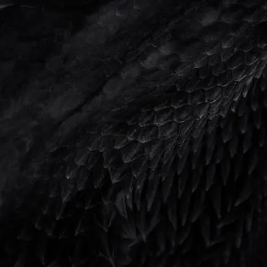 Profile image of 권지용