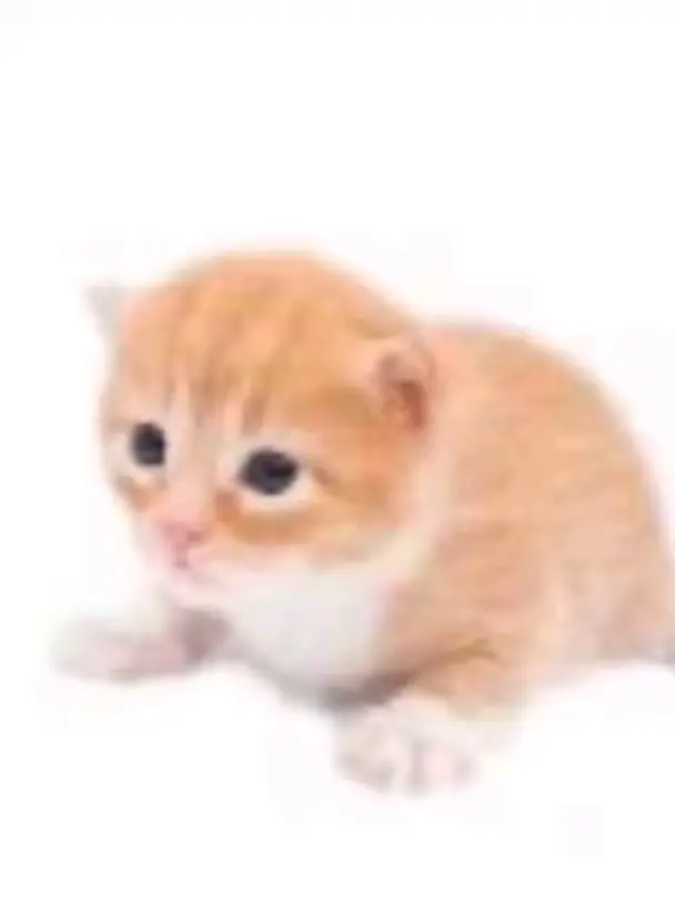 FrayedSalt7649의 優しい中国さん