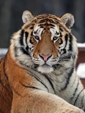 WrySheep2057의 꼬양이~♡