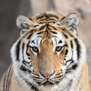 Profile image of 장군이