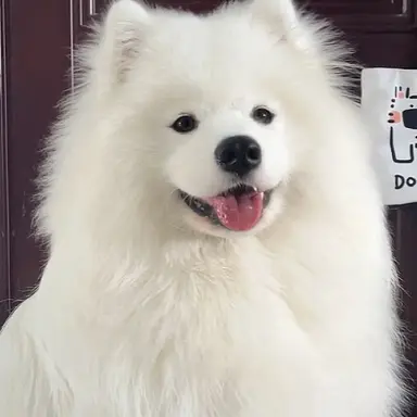 Profile image of 유부