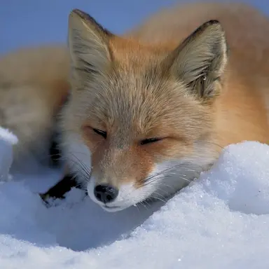 Profile image of 여우