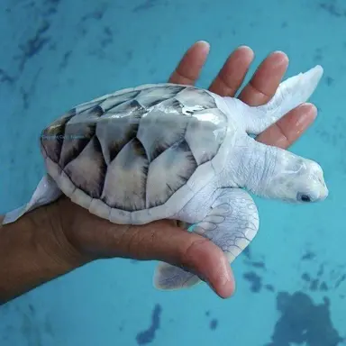 Profile image of 우유참치