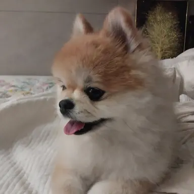 Profile image of 초코