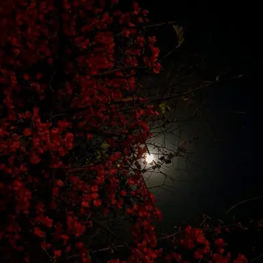 Profile image of 청 명