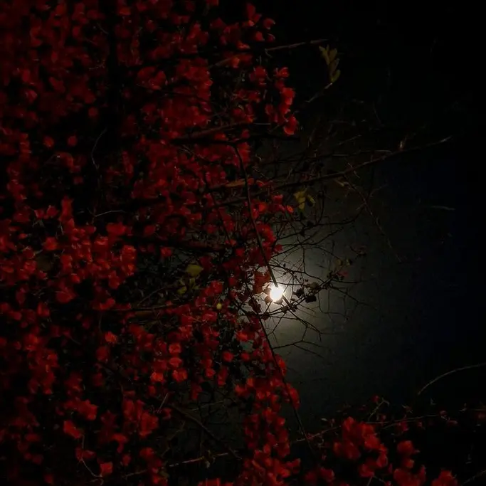 LeafyVein8704의 🥀