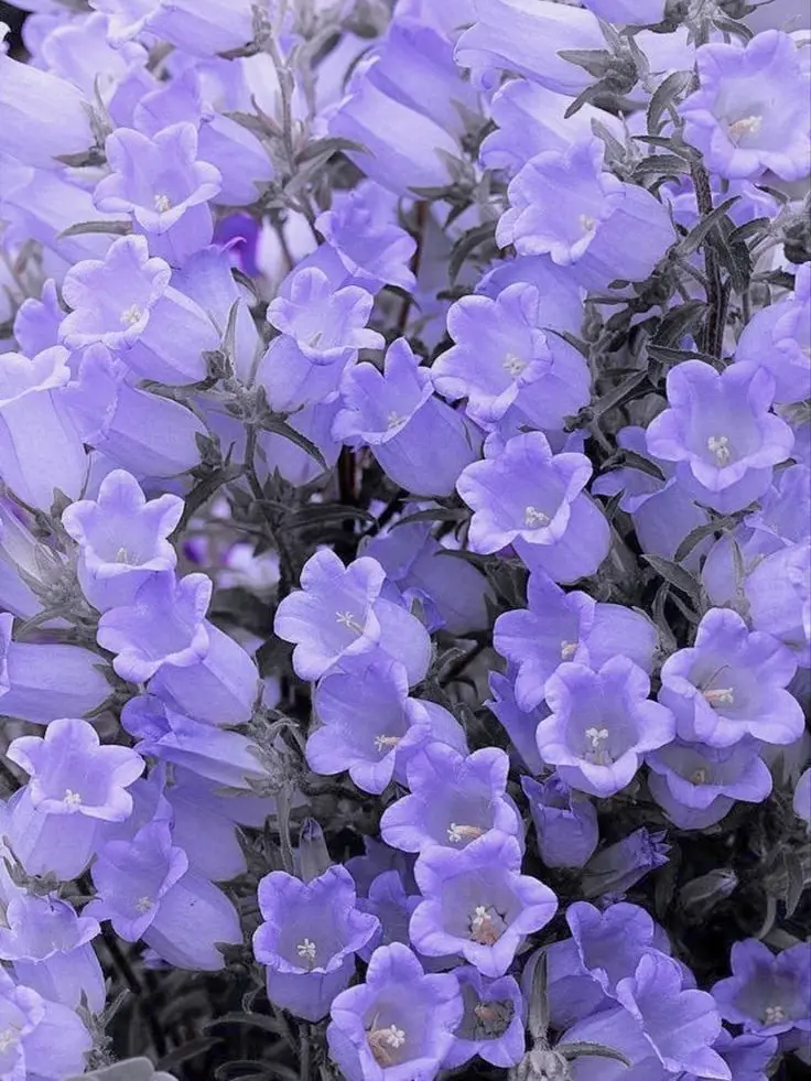 llrhzq의 これが愛じゃないのなら