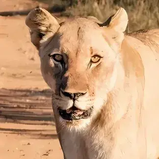 DirectMist8916의 Female Lion