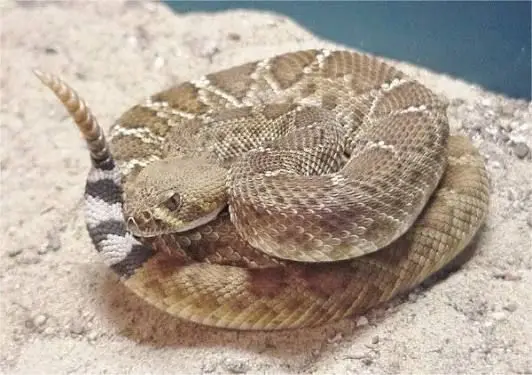 Profile image of 방울뱀