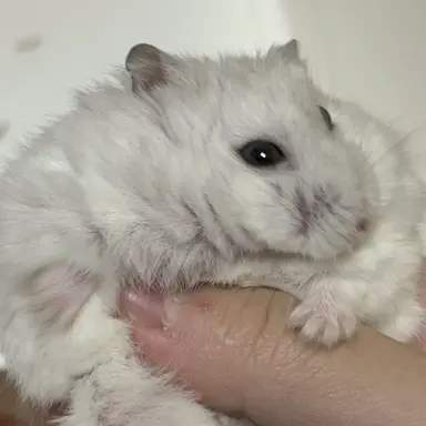 Profile image of 바엘