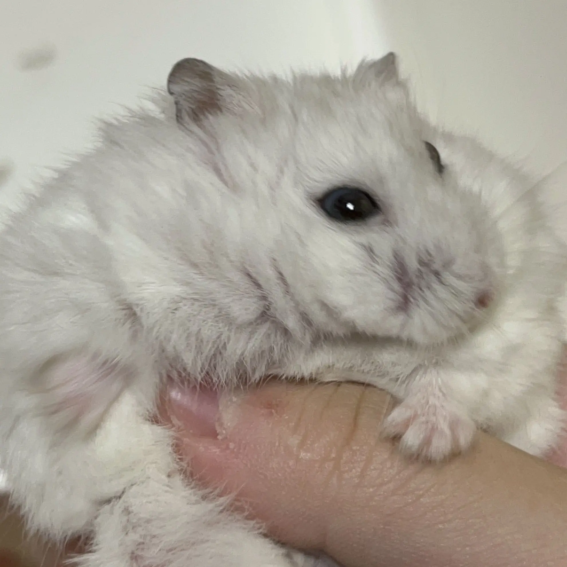 BouncyMiki2963의 지옥에서온 판사