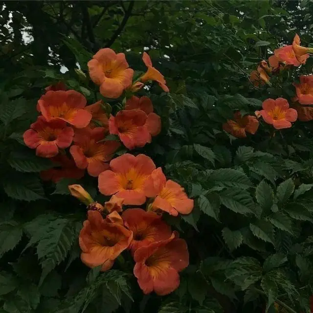 hXero의 부상 당해서 은퇴한 양궁부 걔.