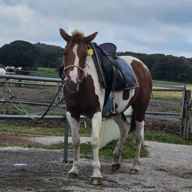 Profile image of 해피