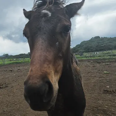 Profile image of 솔라