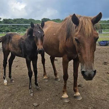 Profile image of 도미솔