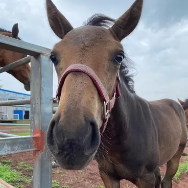 Profile image of 수월봉