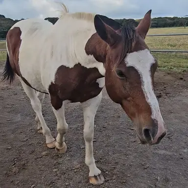 Profile image of 멋쟁이