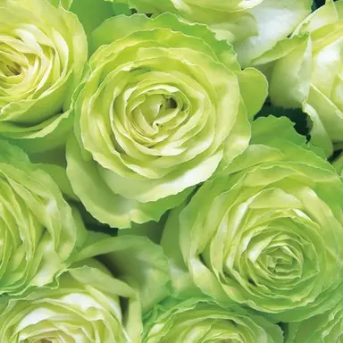 Profile image of 八左ヱ門