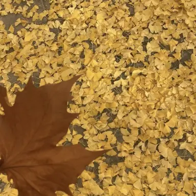 Profile image of 쪼만