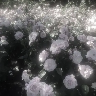 Profile image of 시미베