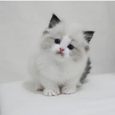 Profile image of 여우